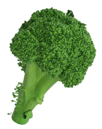 Broccoli