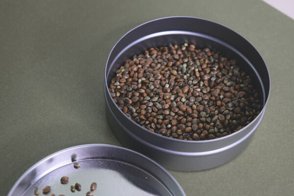 Hemp seeds in a Steel container